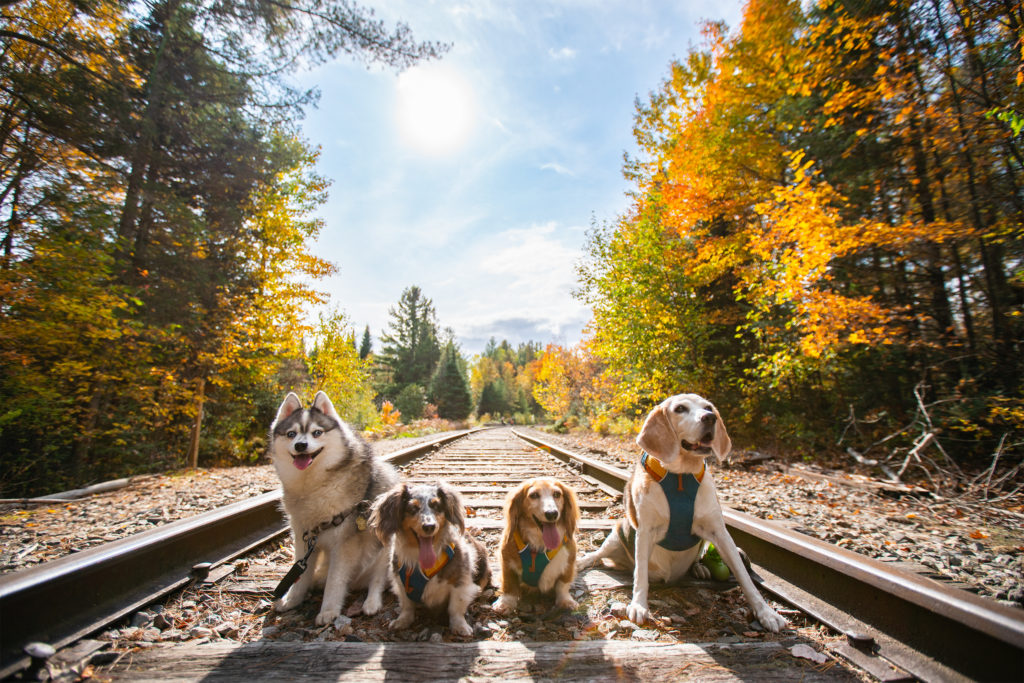 This Autumn, You Are With Us - Woof & Spice